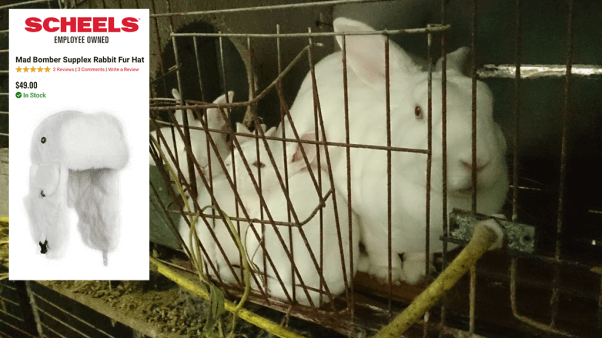 A Sheels rabbit fur hat and rabbits shown on a fur farm from PETA Asia's Chinese Fur Investigation