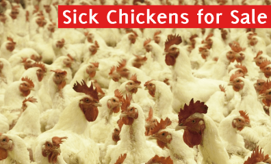 22 Million Birds Slaughtered en Masse Amid Nationwide Bird Flu Outbreak