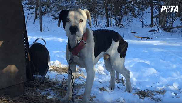 Skinny white and black dog chained in snow.