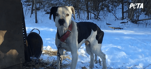 Skinny white and black dog chained in snow.