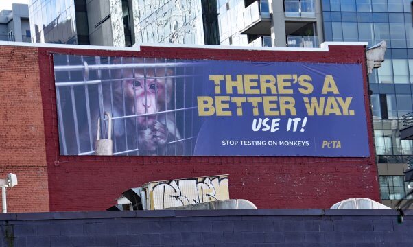 Primate Billboard in Seattle