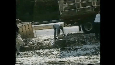 Turkeys being thrown on truck