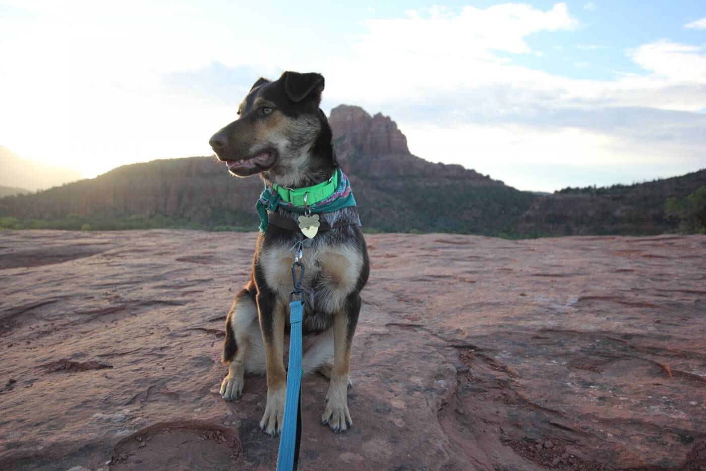 Adopting a Dog During COVID19? What to Know First PETA