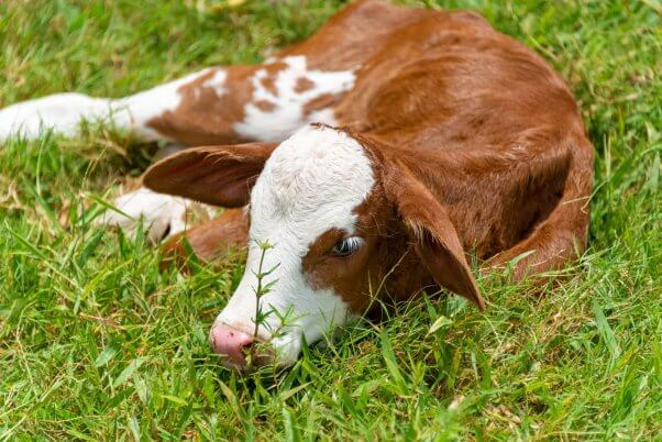 Brown calf lays in grass