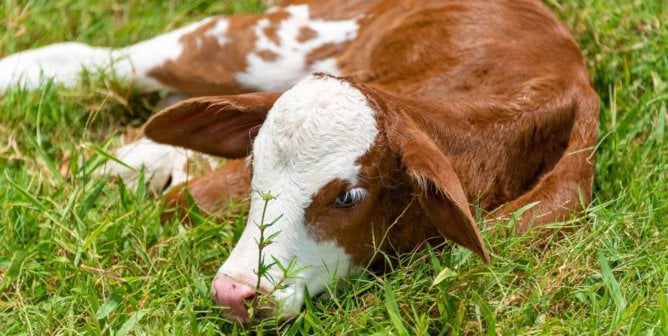 Precision Fermentation Will Save Cows From Factory Farms—but What About Animals in Labs?
