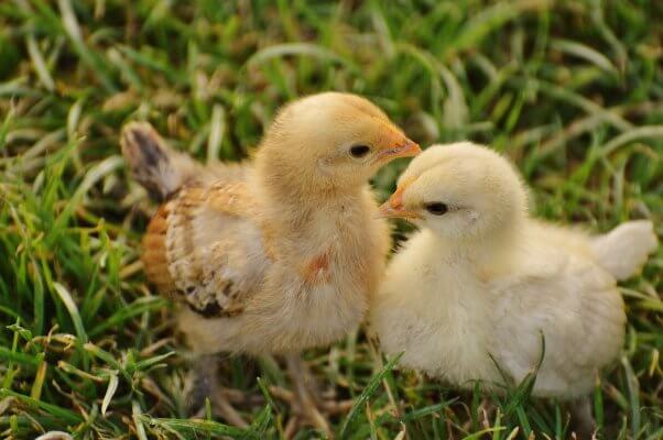 chicks in grass