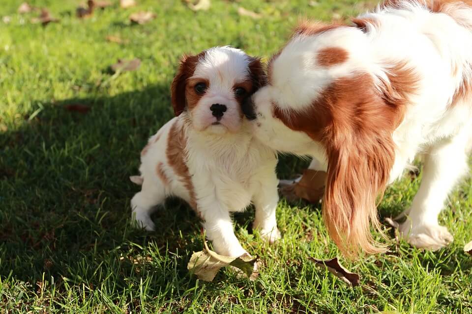 dog mother and puppy