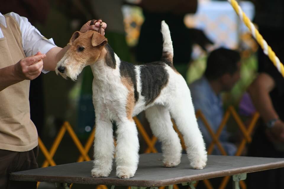 dog show