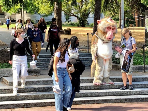 peta demonstration on university of washington campus with monkey mascot