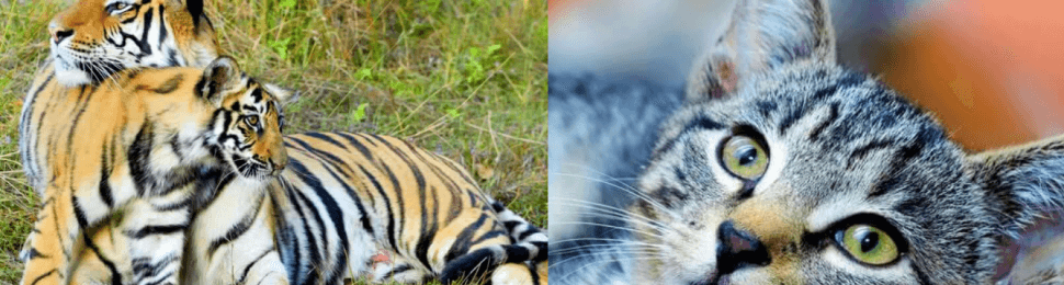 Tiger mom and cubs, animal companion cat on orange sofa