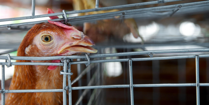 Sad chicken or hen in a cage