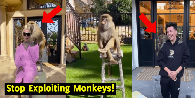 Beauty influencers pose with monkeys
