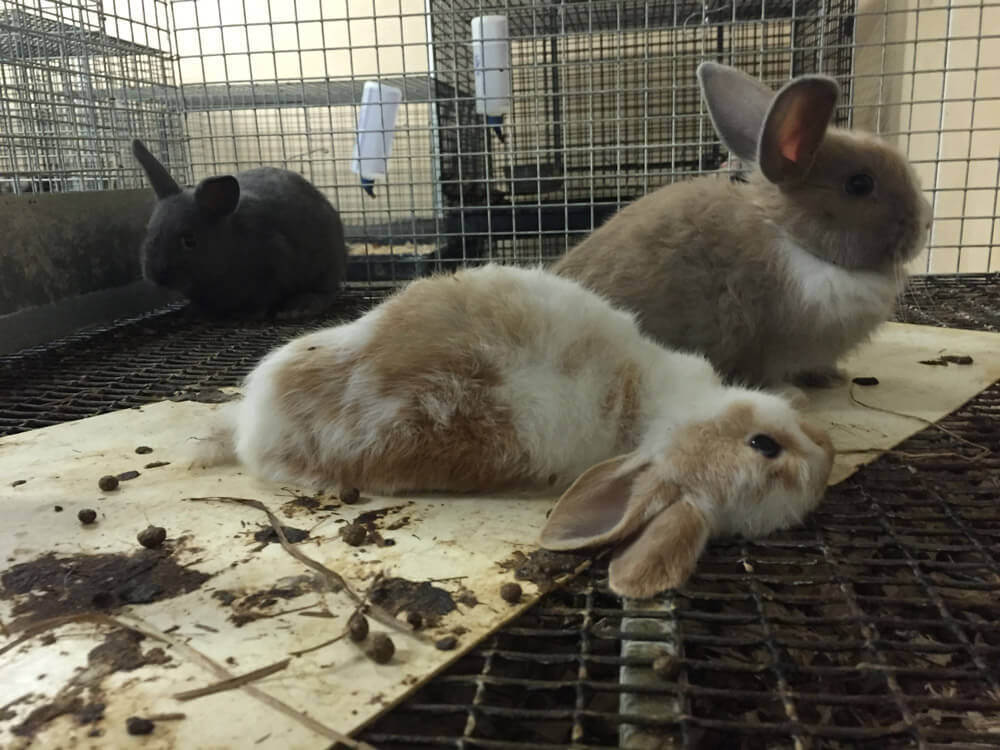 10 Reasons Not to Buy a Bunny This Easter | PETA