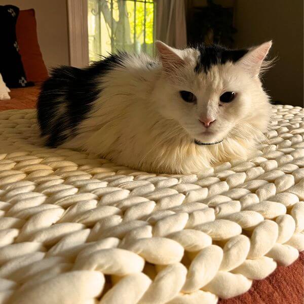 black and white cat laying on a nolah chunky knit weighted blanket