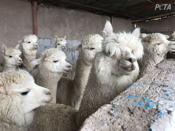 alpacas huddled together in fear