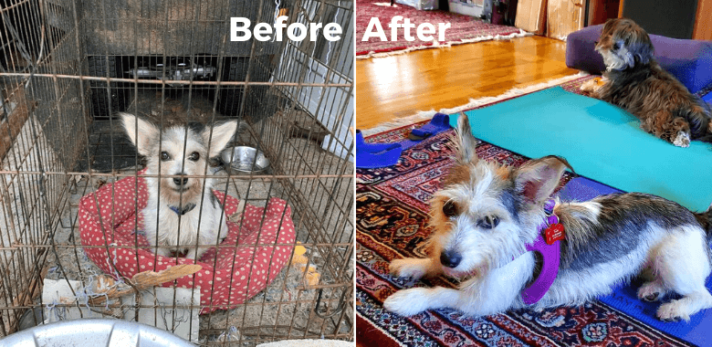 Gretchen Stretches Out Her Paws in New Adoptive Home