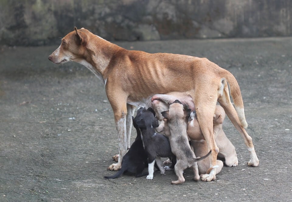 Dog abandoned with newborn pups on Christmas Eve in search for home