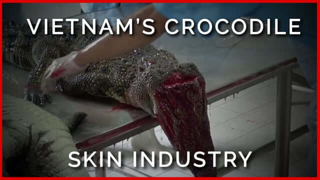 Animal rights group Peta buys stake in Louis Vuitton owner to pressure firm  to stop using crocodile skin, The Independent