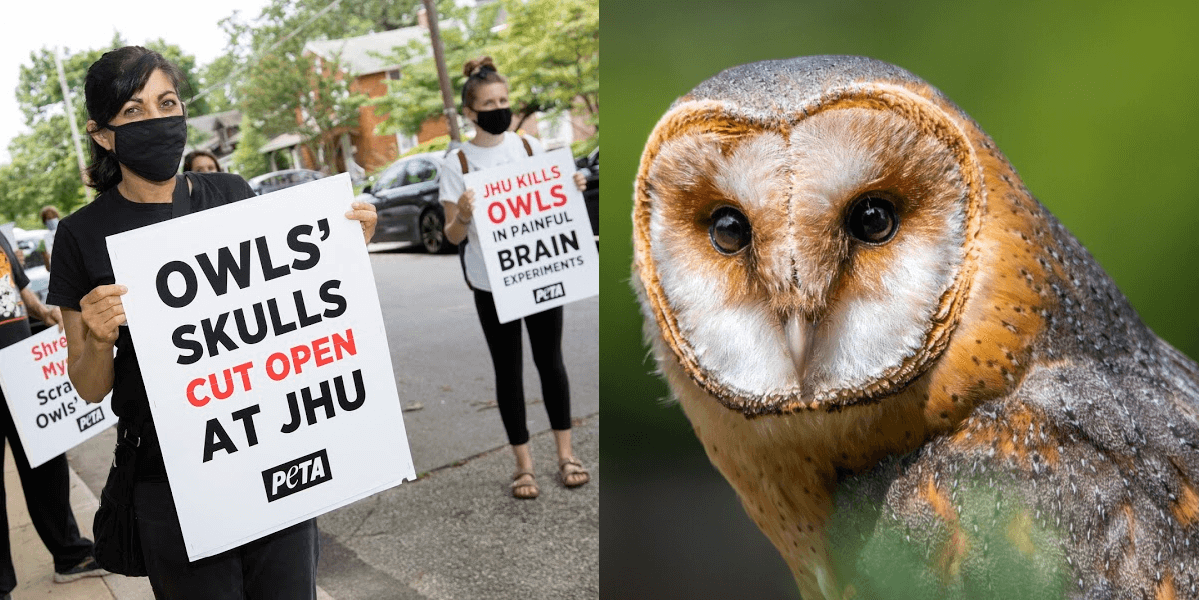 Urge Johns Hopkins to End Cruel Brain Tests on Owls PETA