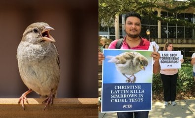 PETA Exposes Ridiculous, Deadly Pipe Cleaner ‘Science’ Experiment on Birds at LSU