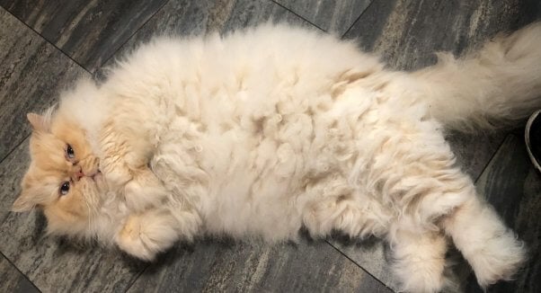 Marvin the cat lying on his back
