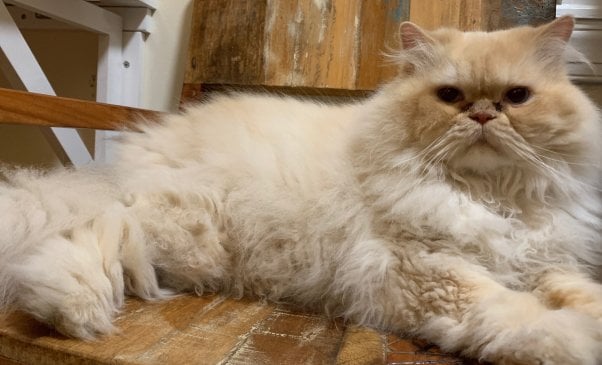 Marvin, a very handsome Himalayan cat rescued by PETA