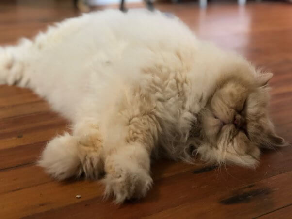 Marvin the cat sleeping on the floor