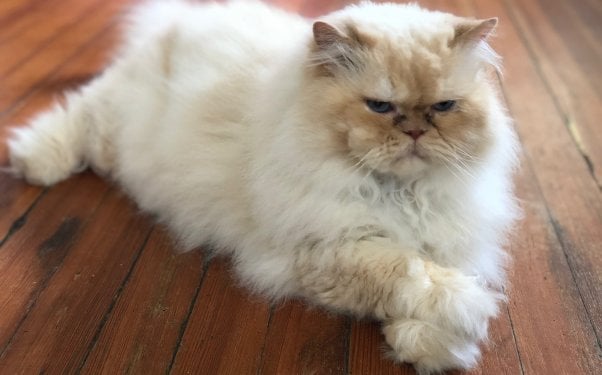 Marvin, a Himalayan cat rescued by PETA, looking very serious