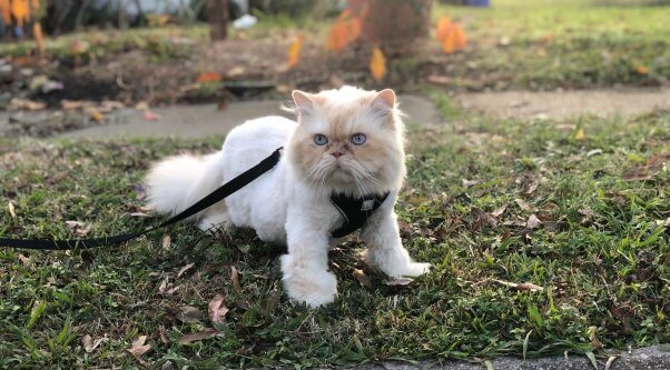 Marvin, a cat rescued by PETA, out for a stroll