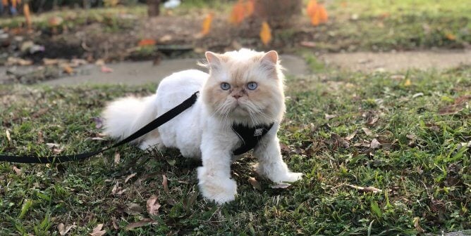 Cat Rescued by PETA Takes His Walkies Very Seriously