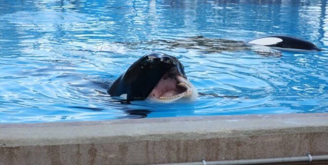 Orca with teeth problems