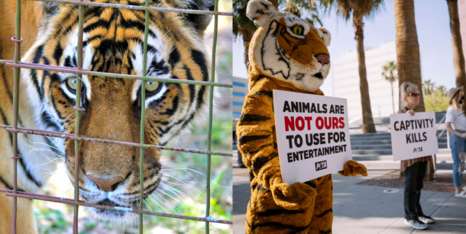 Animals In Entertainment Circuses Seaworld And Beyond Peta