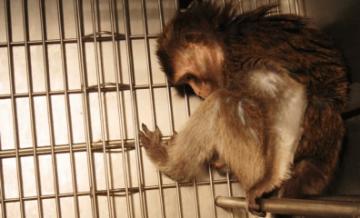 UW Now Accepting Applications for Spin Doctor at Notorious Primate Center