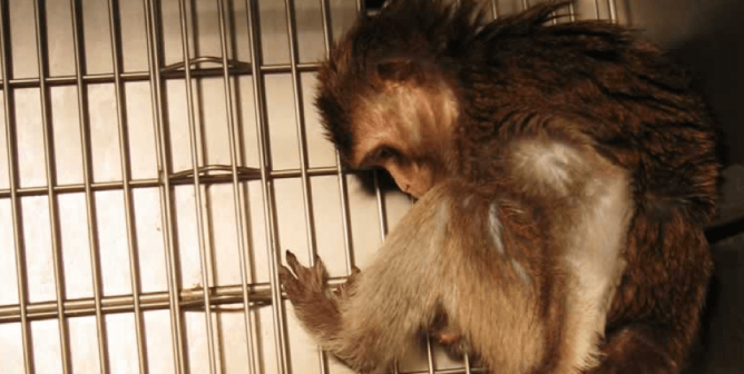 monkeys at the Washington National Primate Research Center will suffer under michele basso