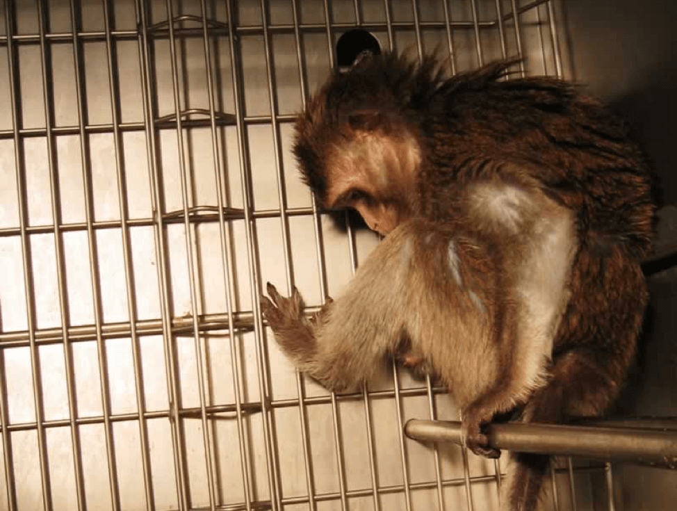 A monkey trapped in a cage at the Washington National Primate Research Center (WaNPRC)
