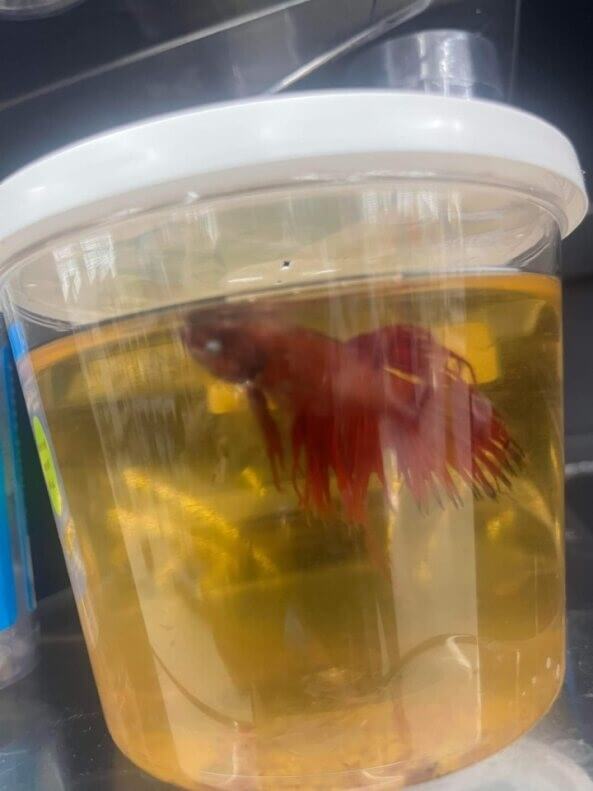 Meijer: Stop Selling Live Fish as 'Pets' NOW!