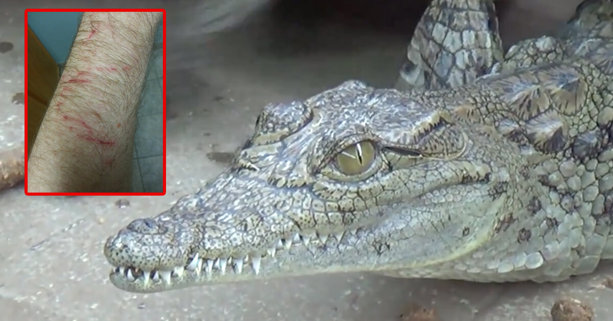 Crocodile Bites Show Why Your Birkin Bag Is So Expensive