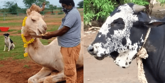 Animal rahat rescues 2020