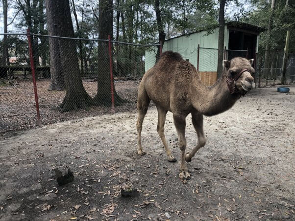 Clyde the camel at Waccatee Zoo
