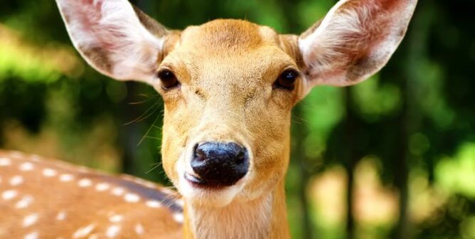 Doe with green blurry background