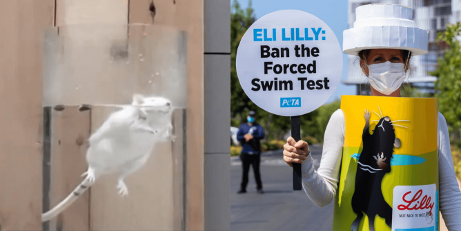 Eli Lilly: Near-Drowning Tests on Small Animals Must End