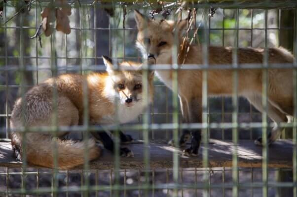Ernie and Maxine, red foxes, at Waccatee Zoo