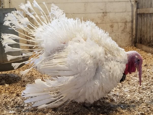 formerly presidentially pardoned turkey Carrots at va tech