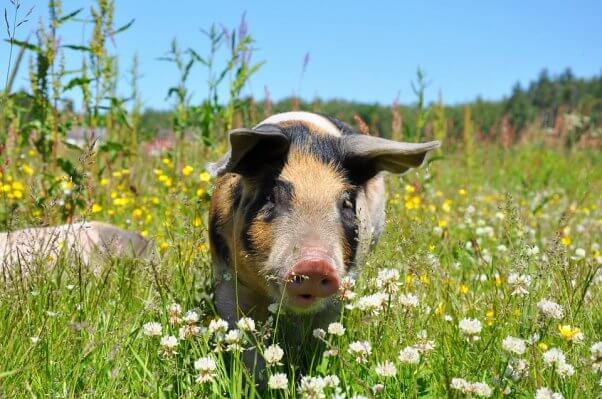 Pig in field of yellow and white flowers