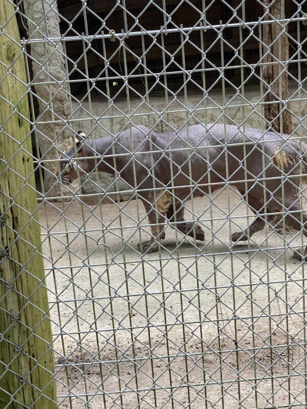 Lila the tiger at Waccatee Zoo