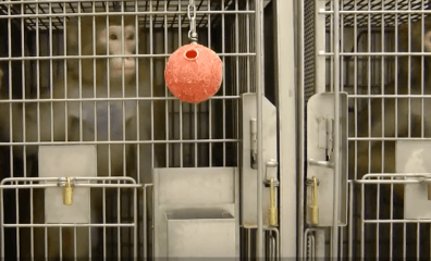 PETA Sues UW for Concealing Identities of Its Animal ‘Care’ Committee Members