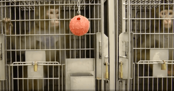 Washington National Primate Research center