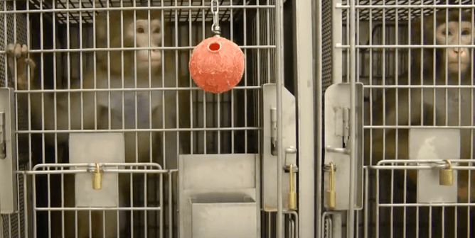 Washington National Primate Research center