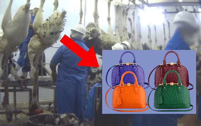 Ostrich hanging upsidedown in slaughterhouse, Louis Vuitton purses