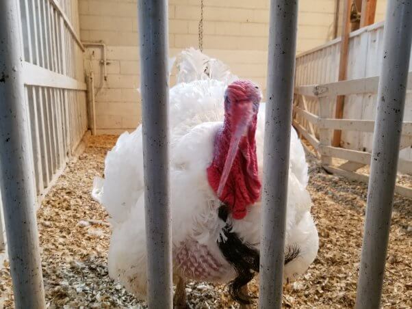 peta offers to move pardoned turkeys from va tech to sanctuary Carrots